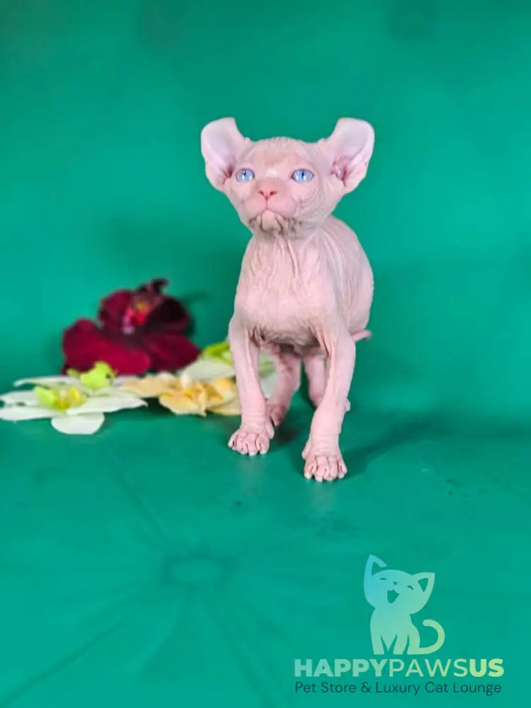 Biata Elf female white live animals