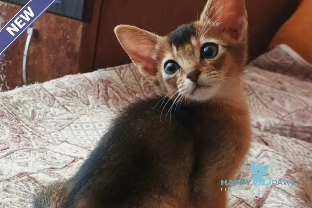 Big Cake Abyssinian male ruddy live animals