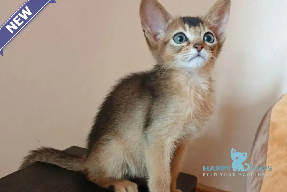 Big Cake Abyssinian male ruddy live animals