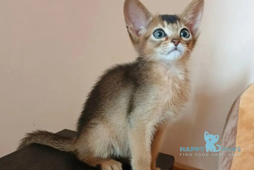 Big Cake Abyssinian male ruddy live animals