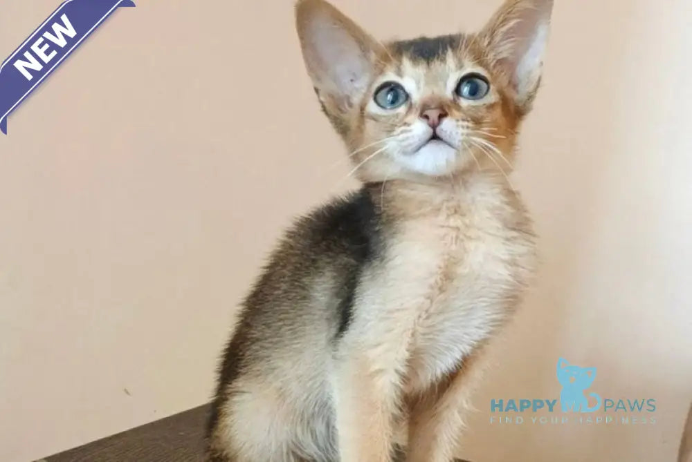 Big Carat Abyssinian male ruddy live animals