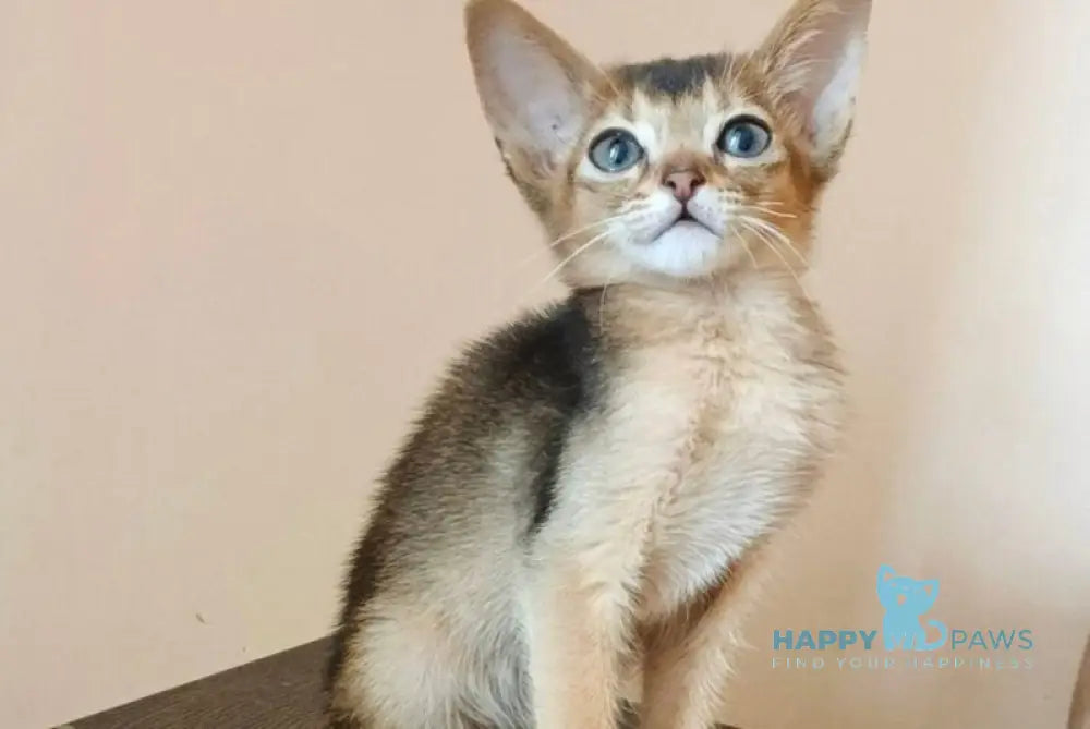 Big Carat Abyssinian male ruddy live animals