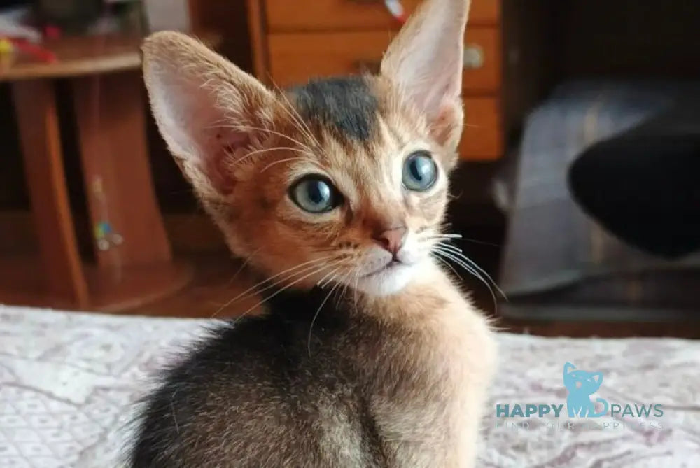Big Carat Abyssinian male ruddy live animals