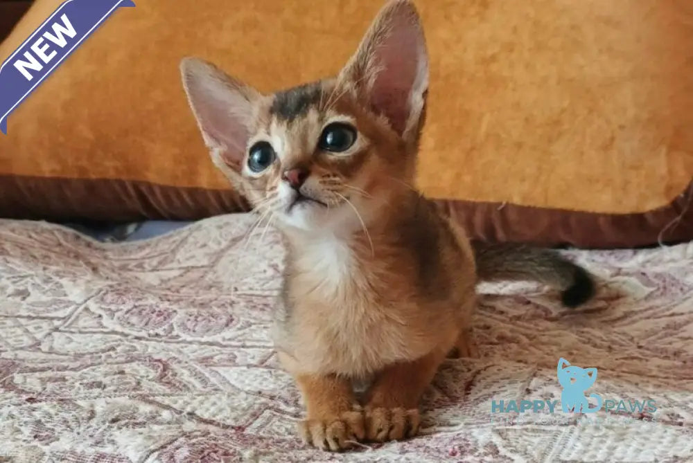 Big Clever Abyssinian male ruddy live animals