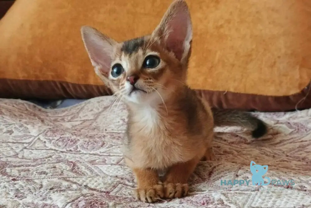 Big Clever Abyssinian male ruddy live animals