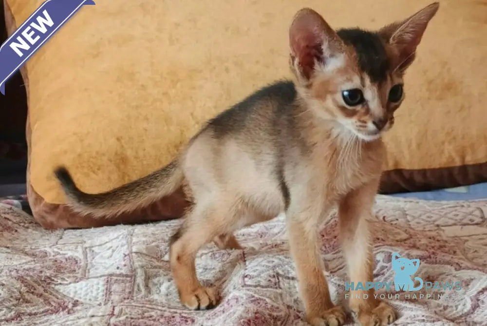 Big Clever Abyssinian male ruddy live animals
