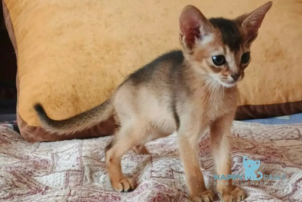 Big Clever Abyssinian male ruddy live animals