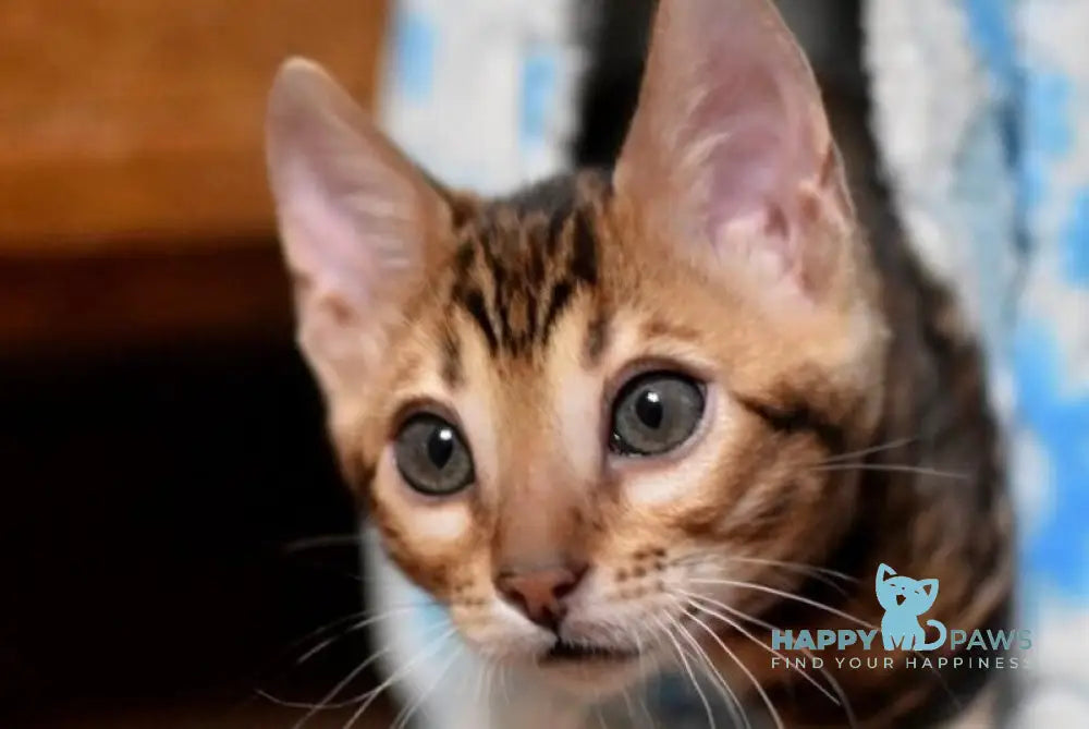 Bijou Bengal female black spotted tabby live animals