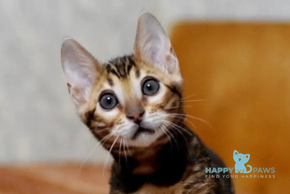 Bijou Bengal female black spotted tabby live animals