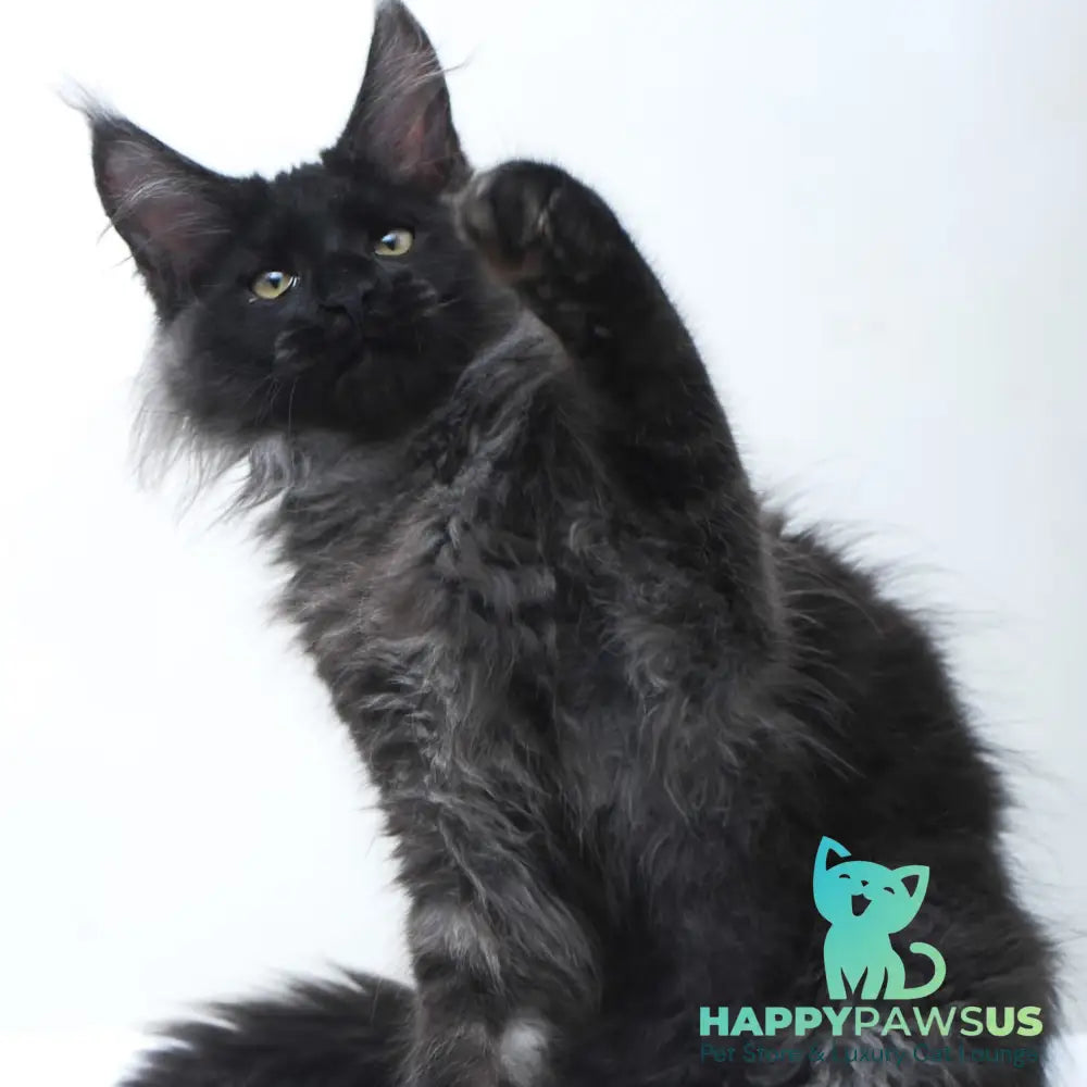 Bikanto Maine Coon male black silver - live animals