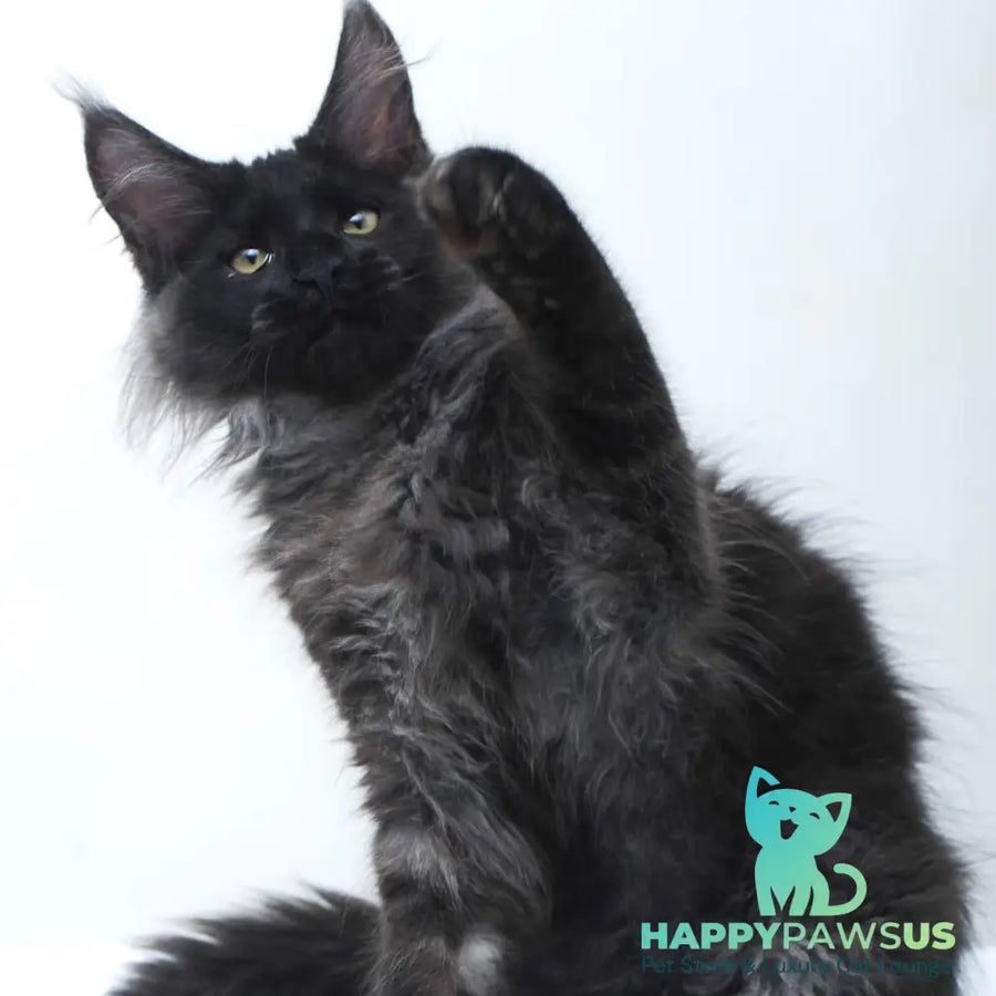 Bikanto Maine Coon male black silver - live animals