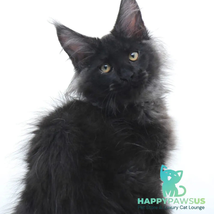 Bikanto Maine Coon male black silver - live animals