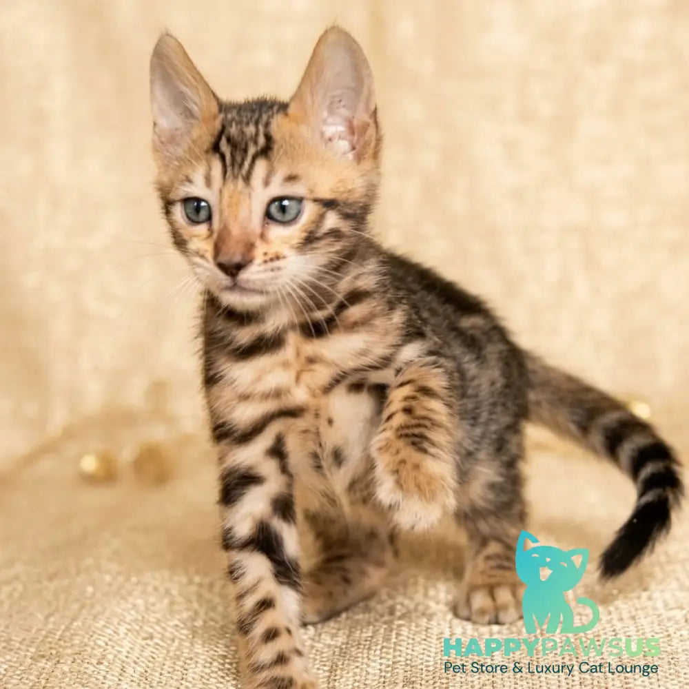 Bilbao Bengal male black spotted tabby - live animals