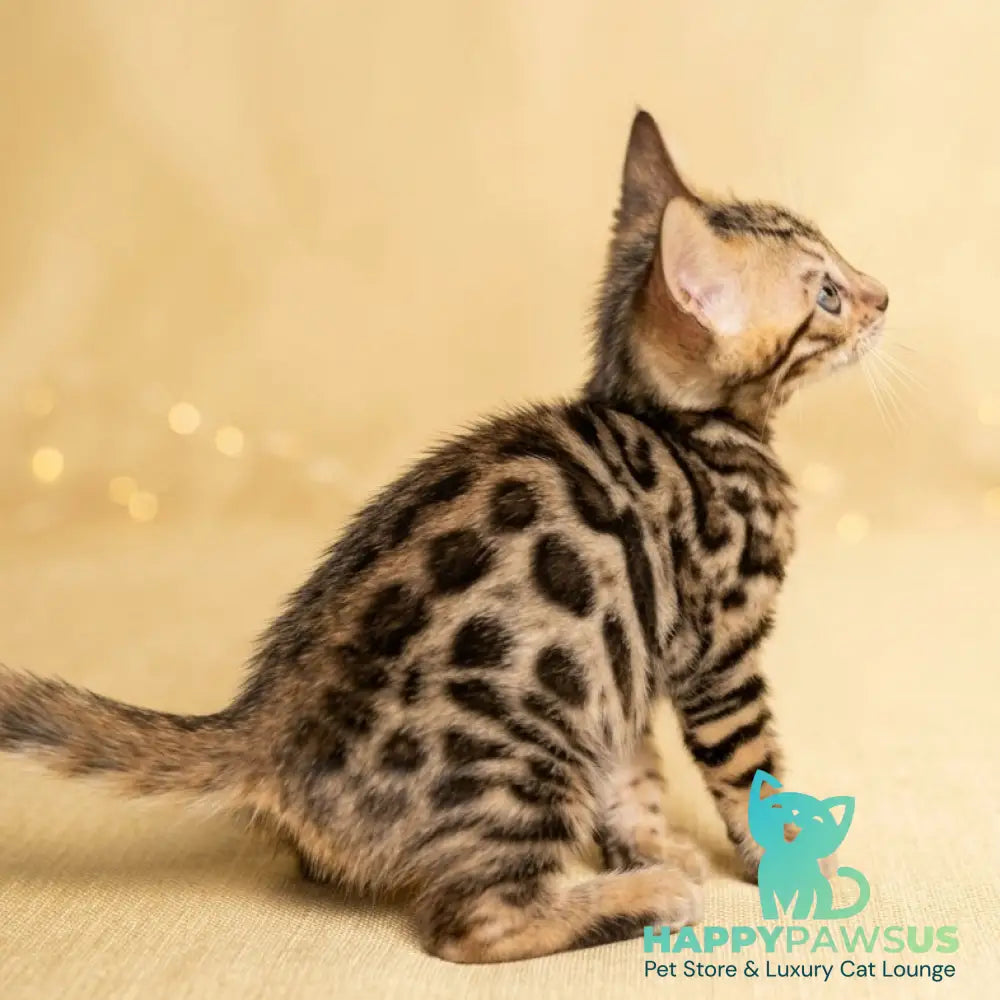 Bilbao Bengal male black spotted tabby - live animals