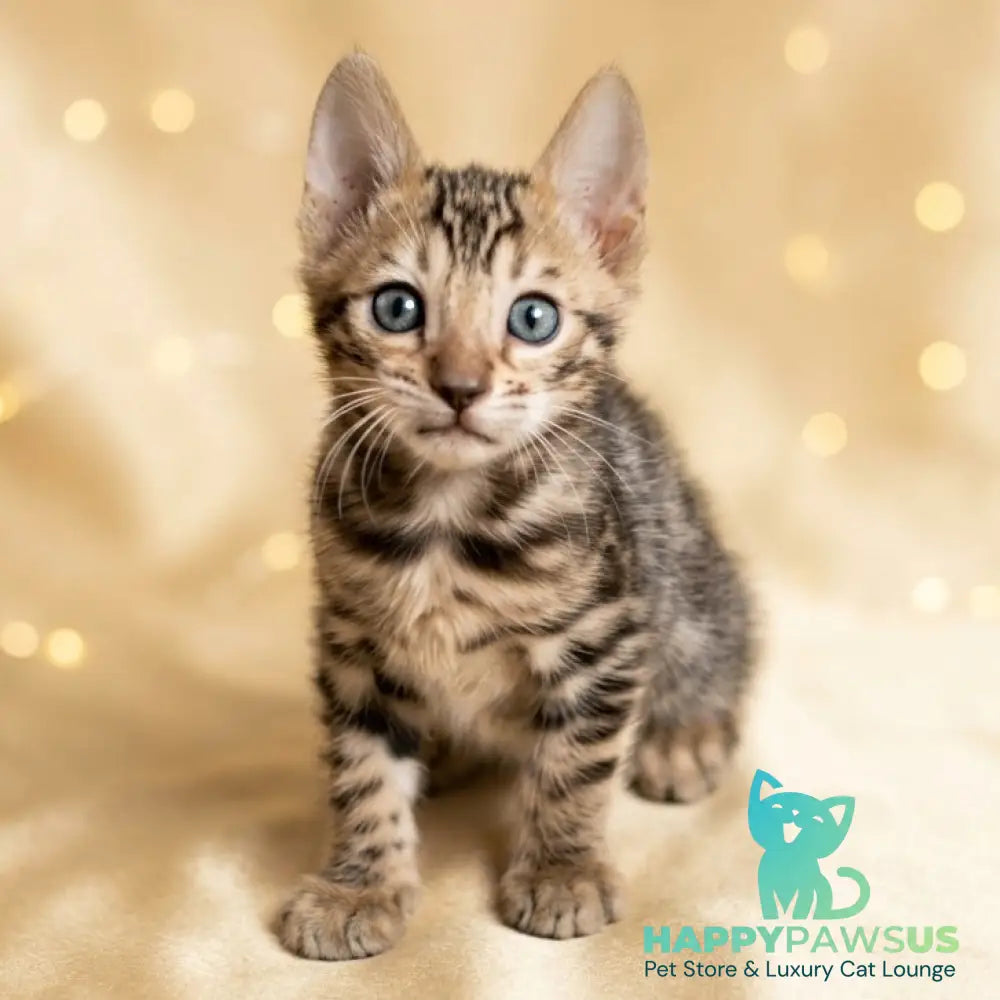 Bilbao Bengal male black spotted tabby - live animals