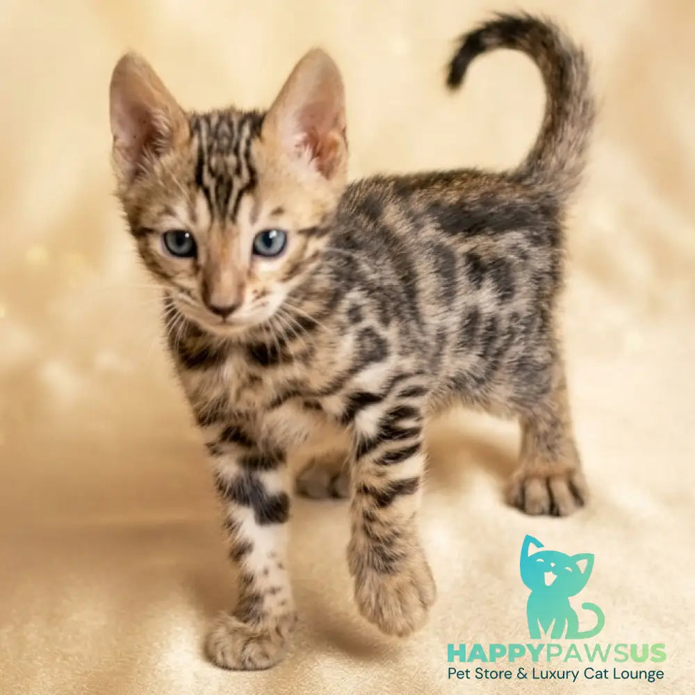Bilbao Bengal male black spotted tabby - live animals