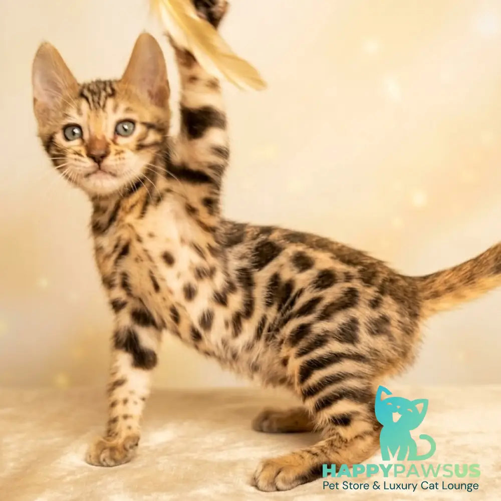 Bilbao Bengal male black spotted tabby - live animals