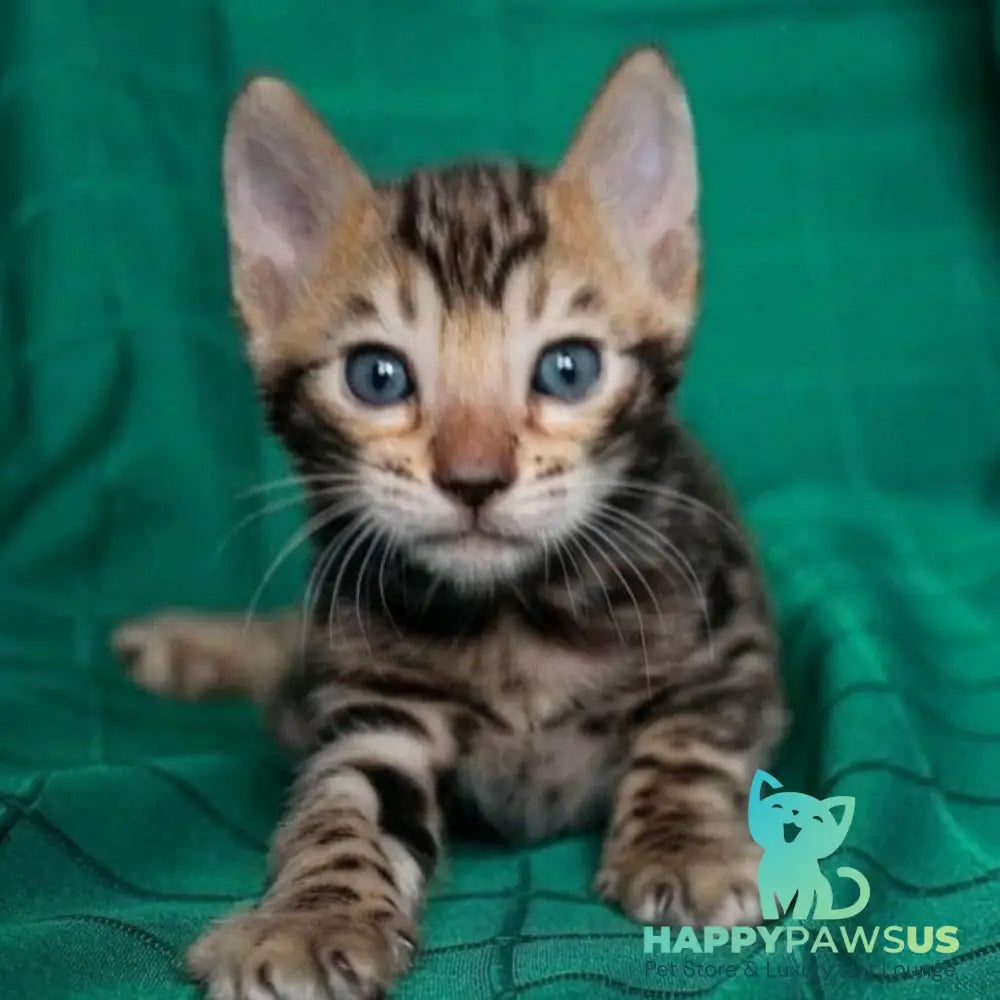 Bilbao Bengal male black spotted tabby - live animals