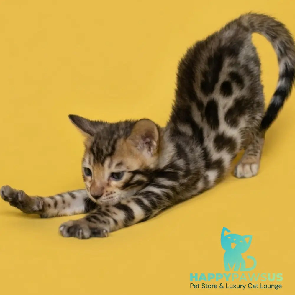 Bilbao Bengal male black spotted tabby - live animals