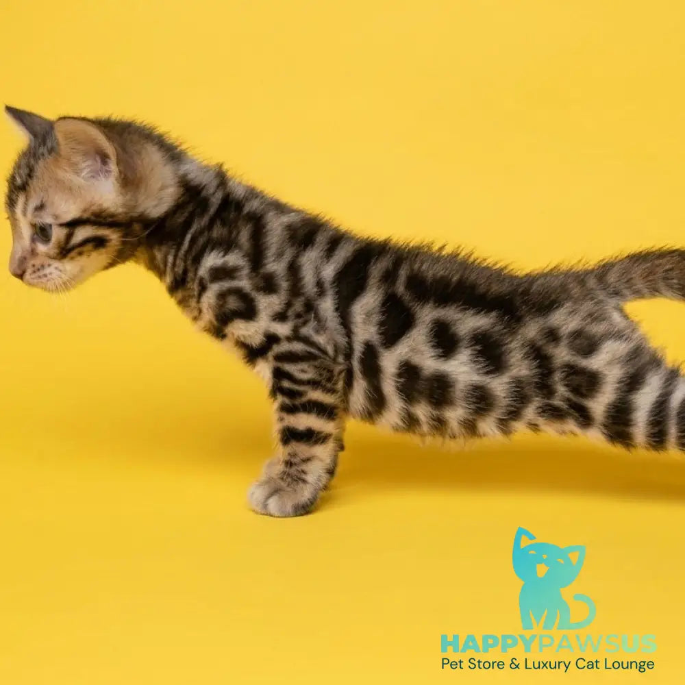 Bilbao Bengal male black spotted tabby - live animals