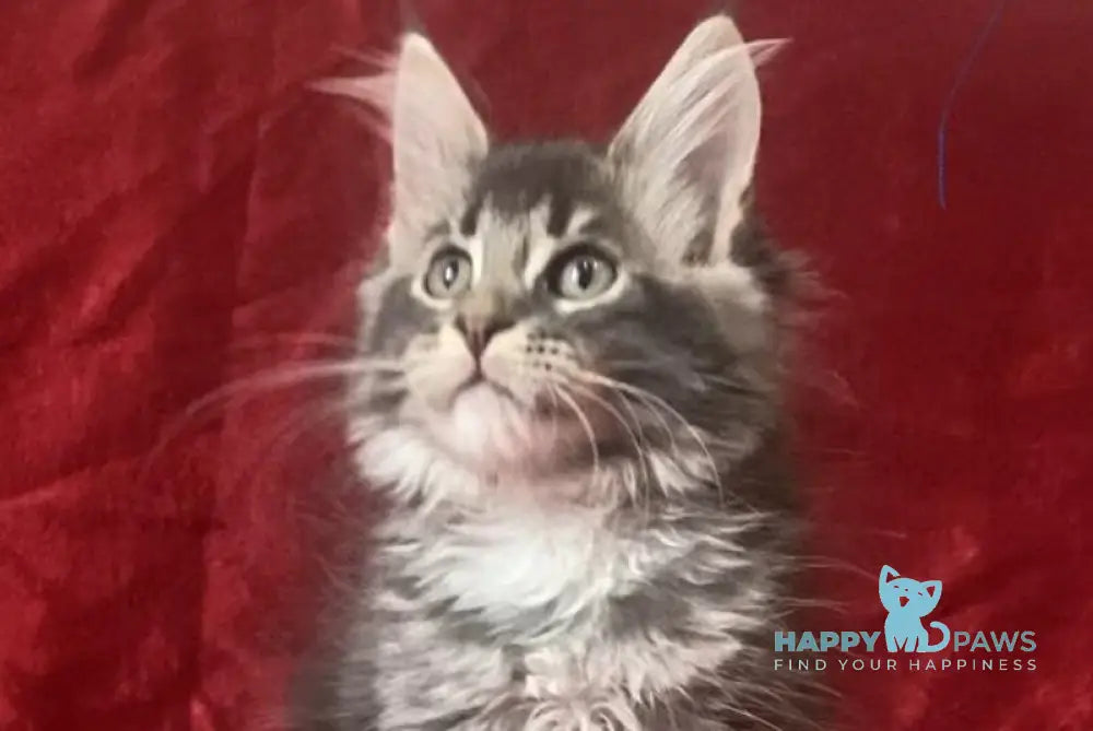 Bill Maine Coon male blue silver tabby live animals
