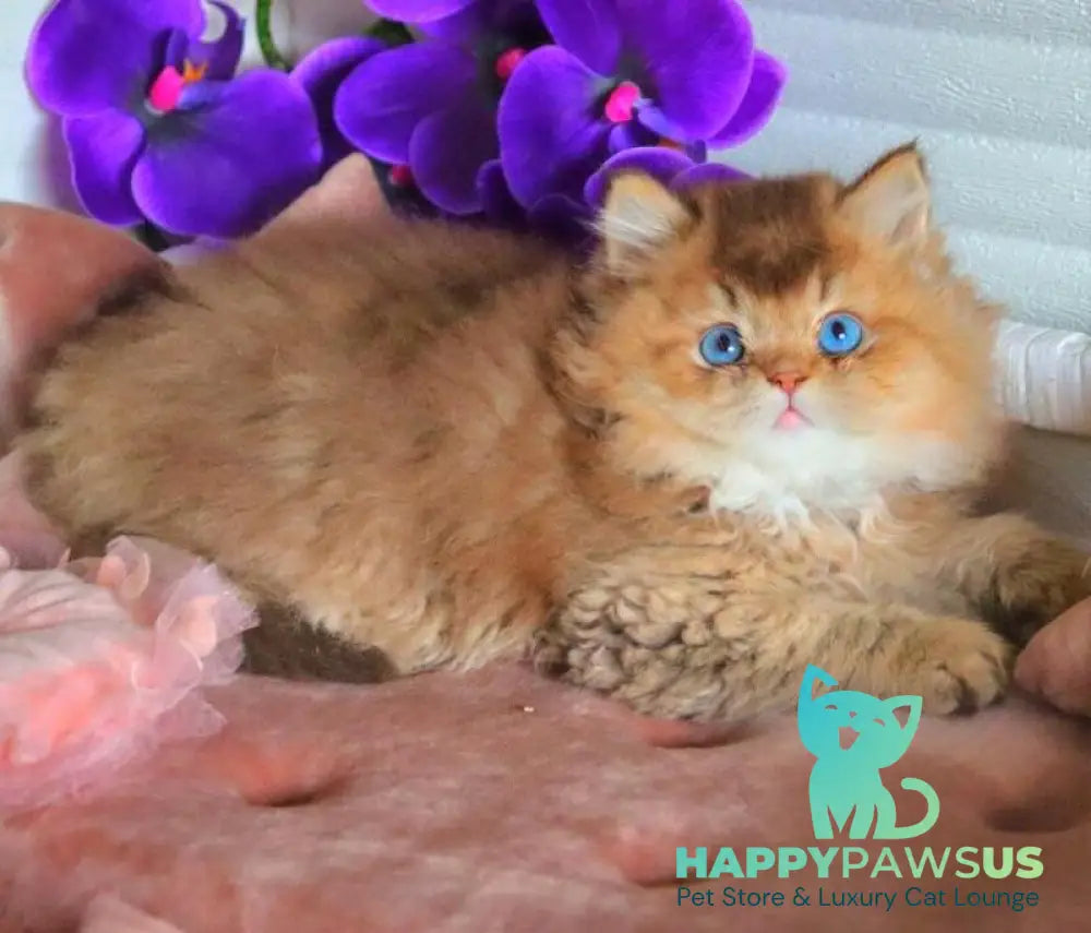 Billi British Longhair male chocolate golden ticked tabby - live animals