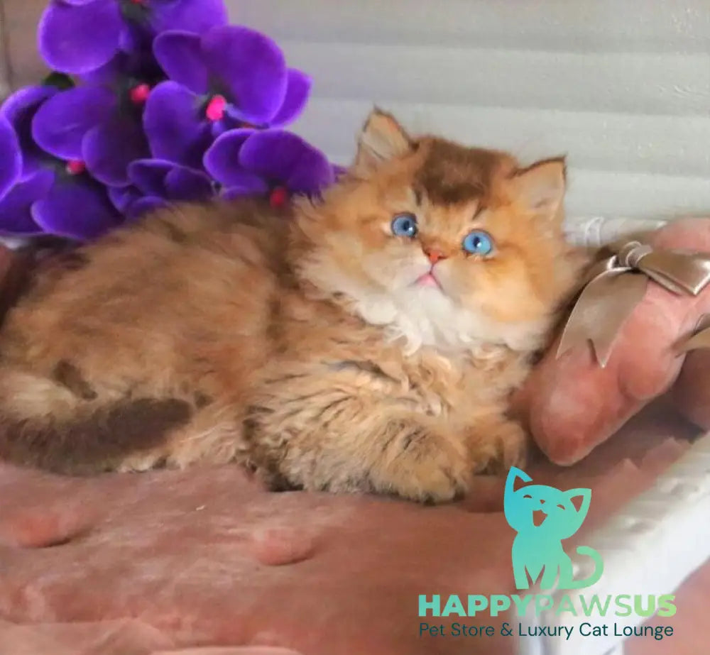 Billi British Longhair male chocolate golden ticked tabby - live animals