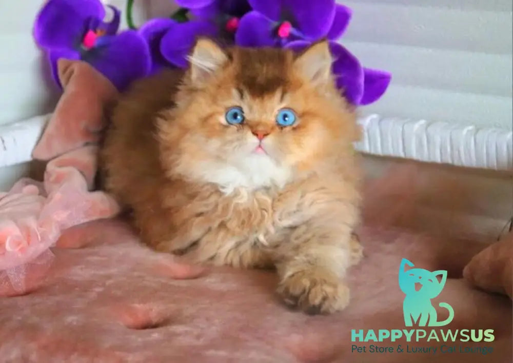 Billi British Longhair male chocolate golden ticked tabby - live animals