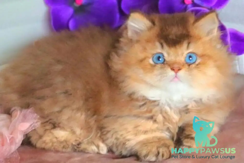 Billi British Longhair male chocolate golden ticked tabby - live animals
