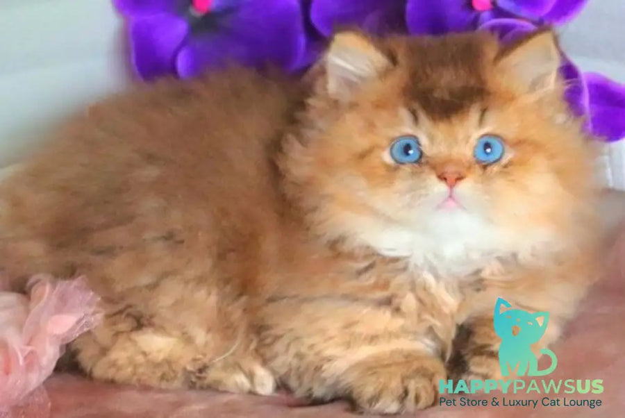Billi British Longhair male chocolate golden ticked tabby - live animals