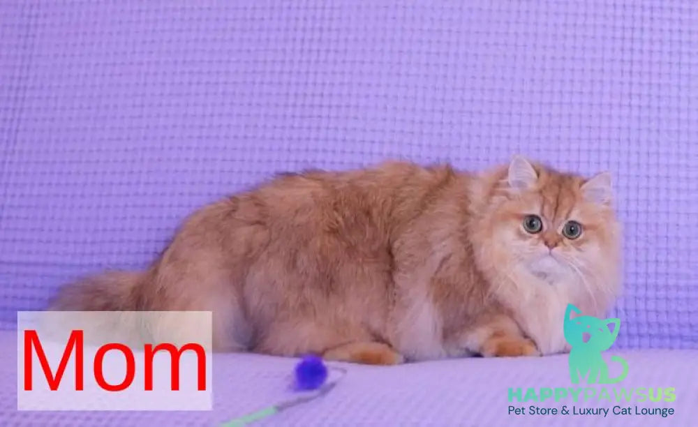 Billi British Longhair male chocolate golden ticked tabby - live animals