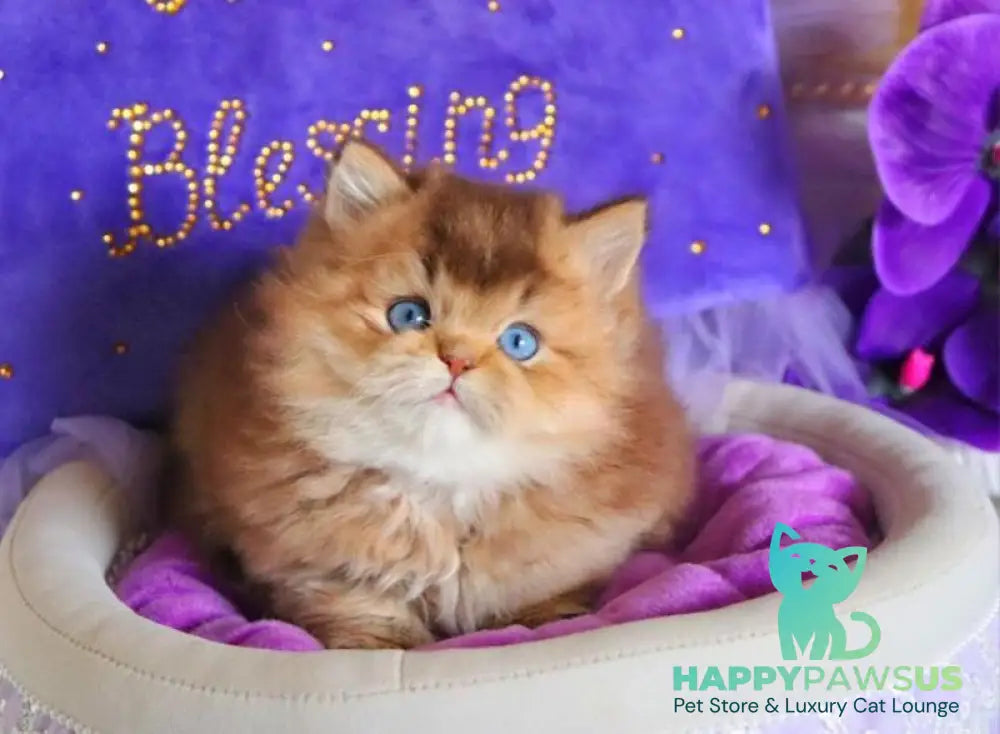 Billi British Longhair male chocolate golden ticked tabby - live animals