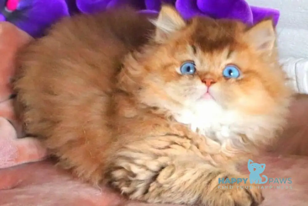 Billi British Longhair male chocolate golden ticked tabby - live animals