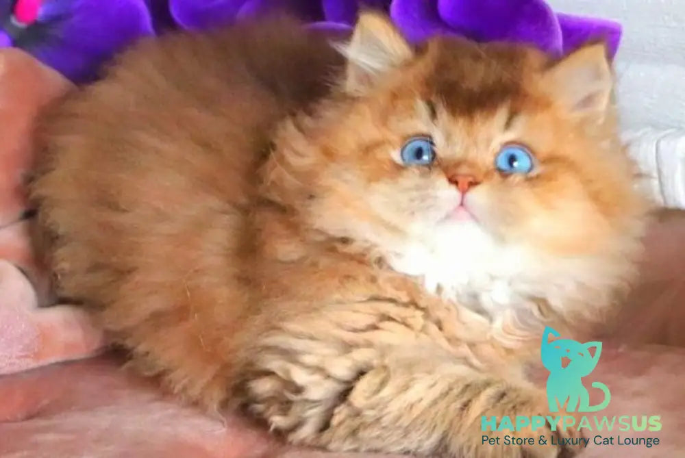 Billi British Longhair male chocolate golden ticked tabby - live animals