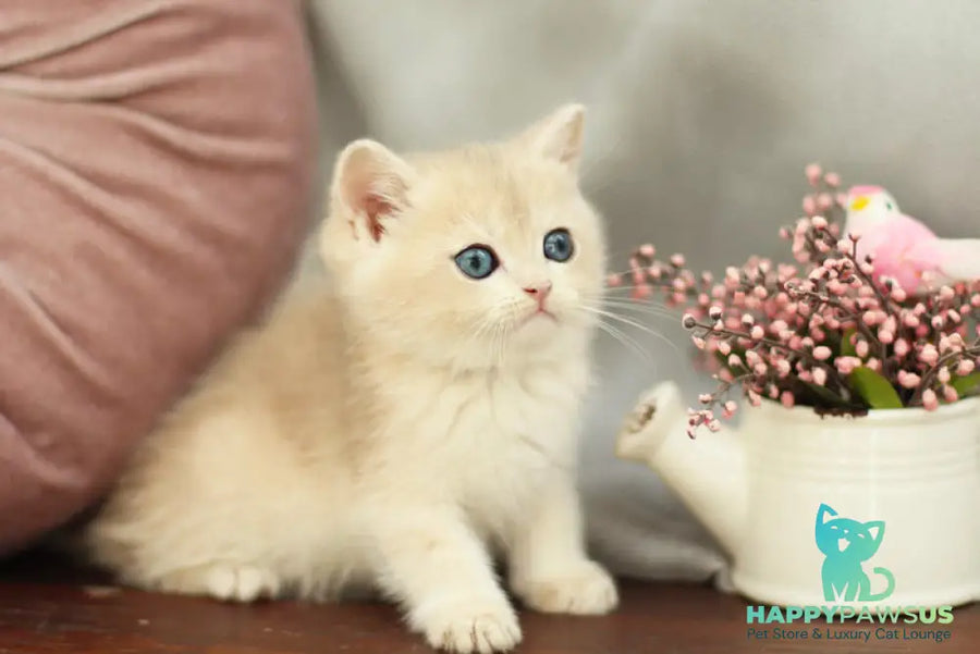 Billi British Shorthair male blue golden shaded - live animals