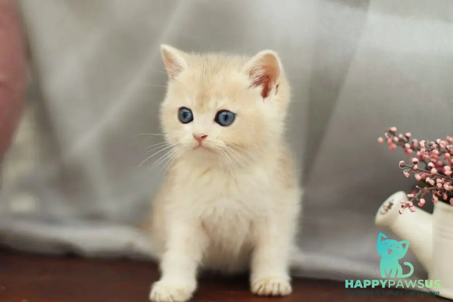 Billi British Shorthair male blue golden shaded - live animals