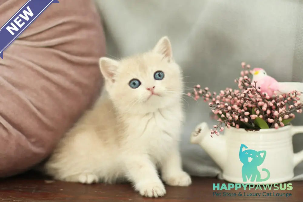 Billi British Shorthair male blue golden shaded - live animals