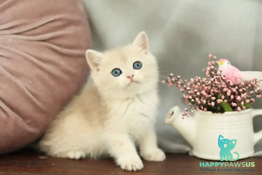 Billi British Shorthair male blue golden shaded - live animals