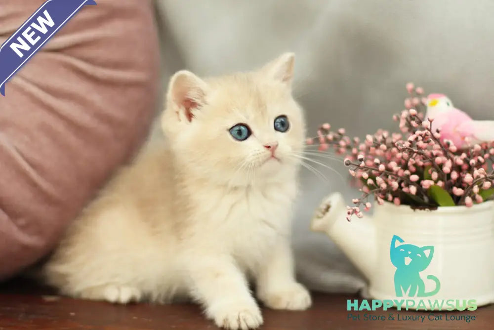 Billi British Shorthair male blue golden shaded - live animals