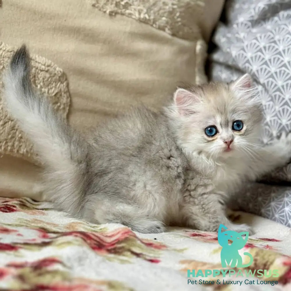 Billy British Longhair female black silver ticked tabby - live animals