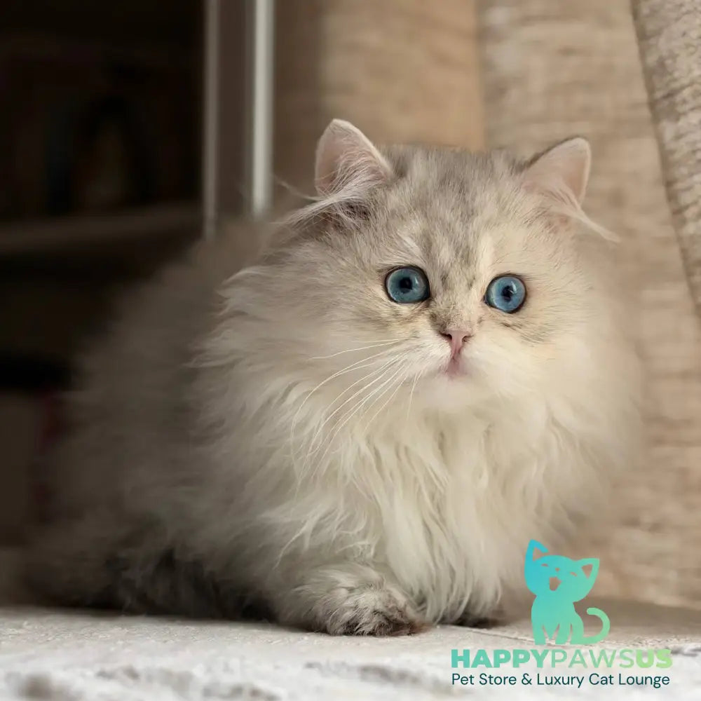 Billy British Longhair female blue silver ticked tabby - live animals