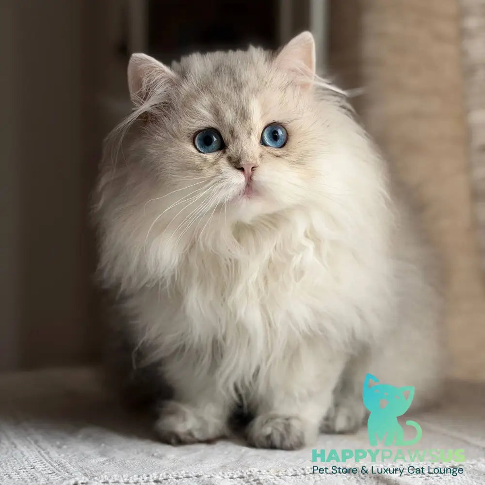 Billy British Longhair female blue silver ticked tabby - live animals