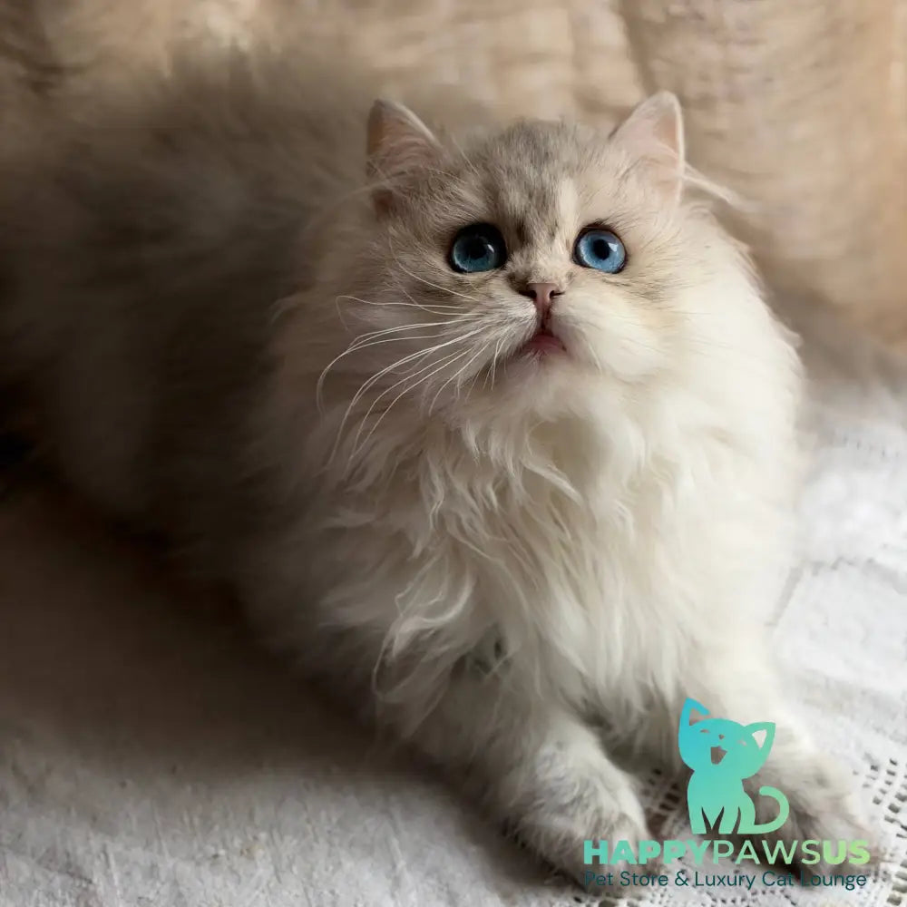 Billy British Longhair female blue silver ticked tabby - live animals