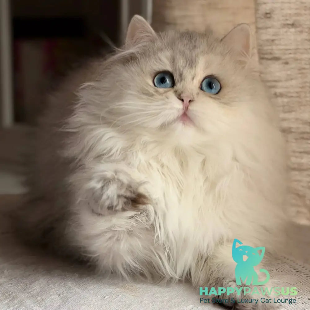 Billy British Longhair female blue silver ticked tabby - live animals