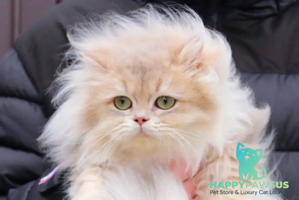 Billy British Longhair male blue golden shaded live animals