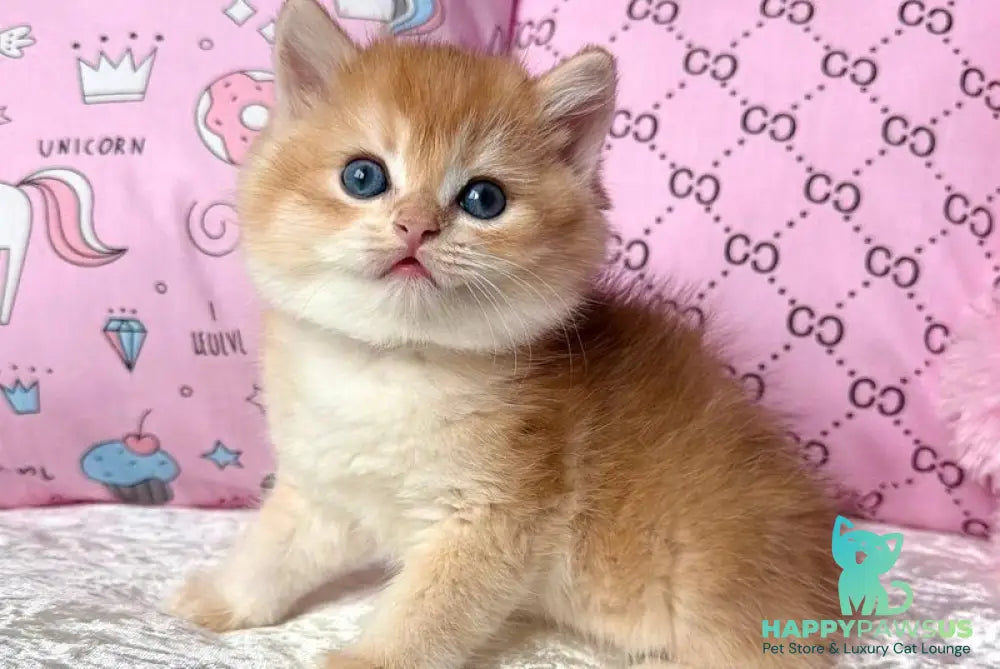 Billy British Shorthair male black golden chinchilla - live animals