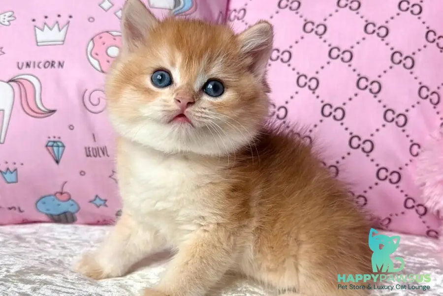 Billy British Shorthair male black golden chinchilla - live animals