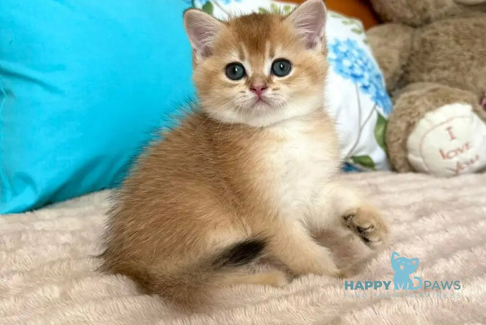 Billy British Shorthair male black golden shaded live animals