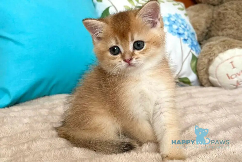 Billy British Shorthair male black golden shaded live animals