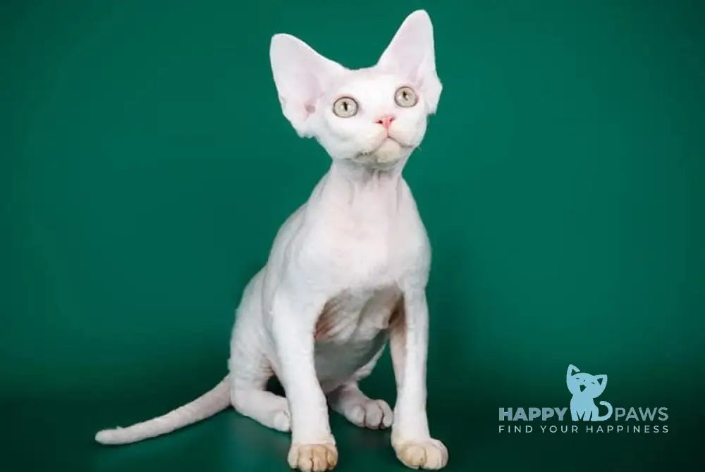 Billy Devon Rex male white live animals